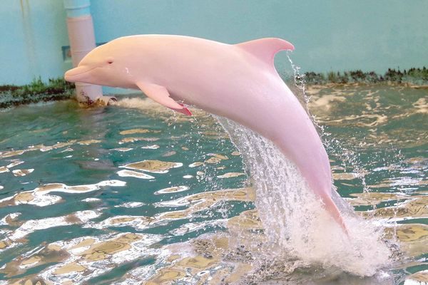 To σπάνιο ροζ δελφίνι φυλακισμένο είναι από τα πιο σπάνια θηλαστικά! ρινοδέλφινο 