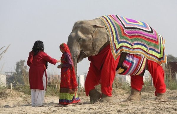 Γυναίκες ενός χωριού στην Ινδία έφτιαξαν τεράστιες, πλεκτές πιτζάμες για να μην κρυώνουν οι ελέφαντες! Ινδία ελέφαντες 