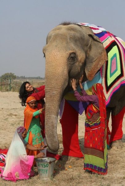 Γυναίκες ενός χωριού στην Ινδία έφτιαξαν τεράστιες, πλεκτές πιτζάμες για να μην κρυώνουν οι ελέφαντες! Ινδία ελέφαντες 