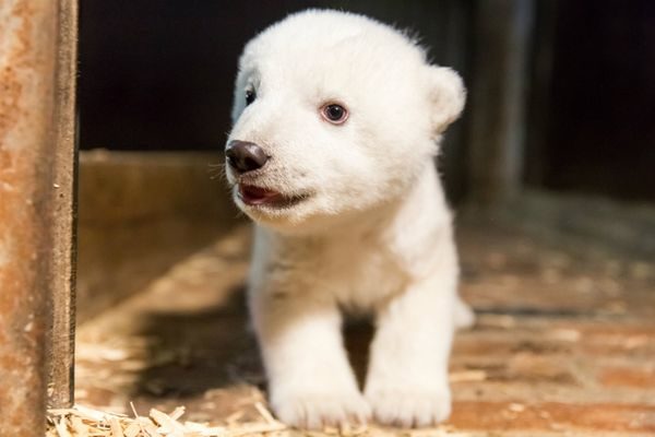 Το Βερολίνο θρηνεί τον Φριτς: Το πολικό αρκουδάκι πέθανε μόλις 4 μηνών! ζώα 
