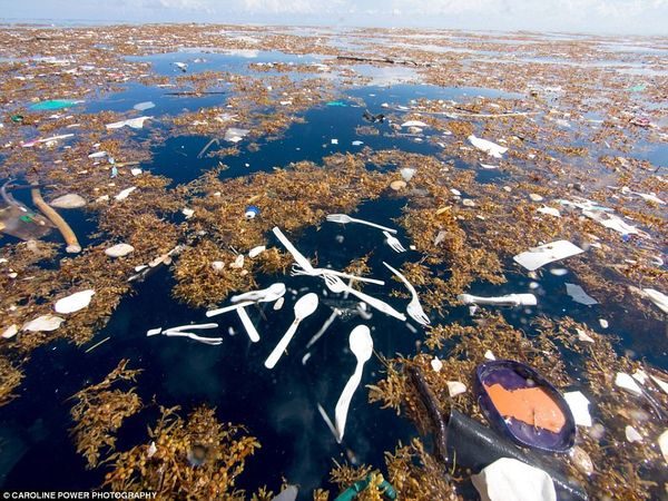 Η θάλασσα της Καραϊβικής πνίγεται στα σκουπίδια (Φωτογραφίες) ρύπανση Καραϊβική 