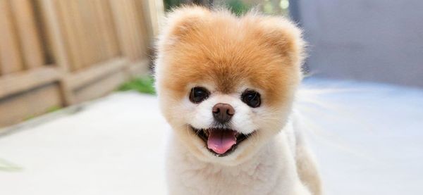 Θλίψη: Πέθανε ο Boo, ο πιο όμορφος σκύλος του κόσμου (βίντεο) σκύλος Boo 